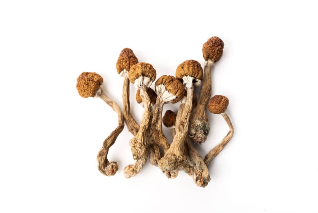 Magic Mushrooms / Shrooms