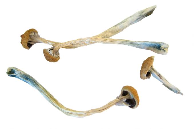 Magic Mushrooms / Shrooms