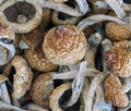 Magic Mushrooms / Shrooms