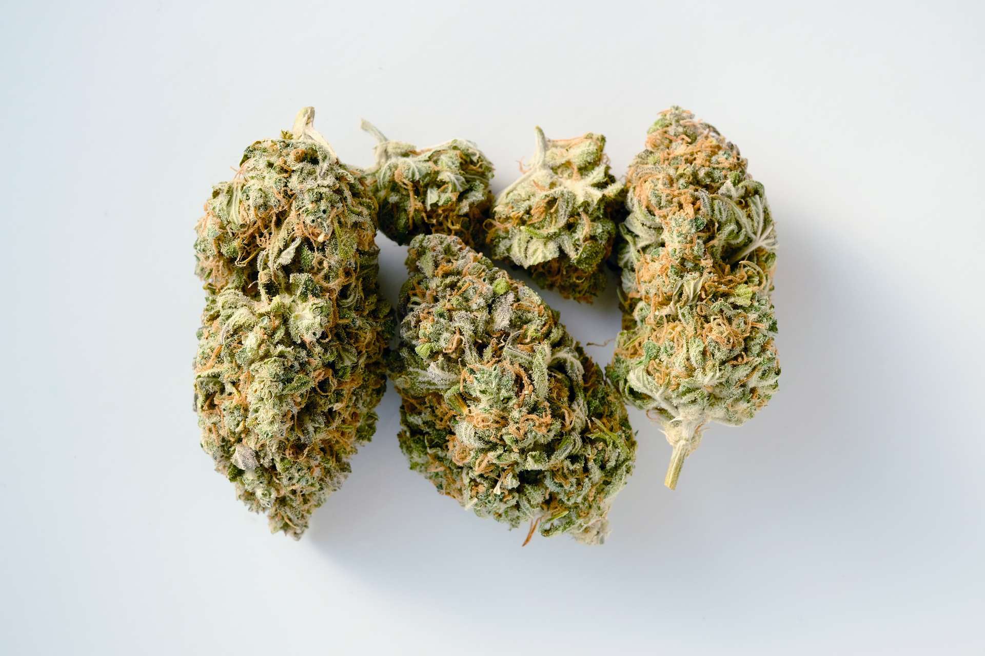 Grambang (Flower)